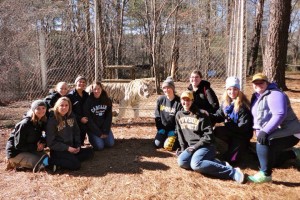 TU students pose with Jellybean, the Carolina Tiger Rescue's white tiger.