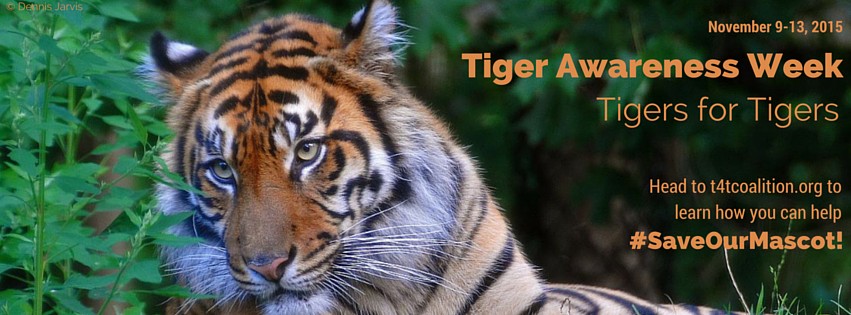 Tiger Awareness Week