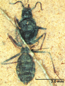 Ant fossil